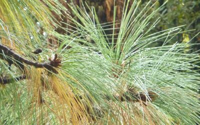 Pine as Plant Alley and immunity blast